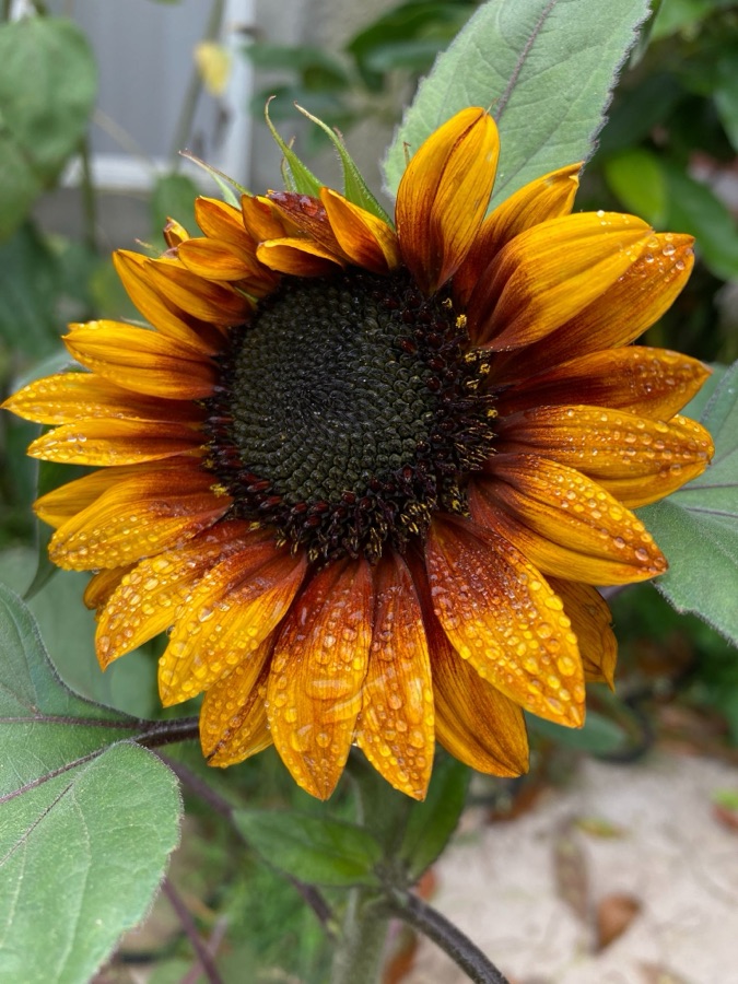 Sunflower after the rain